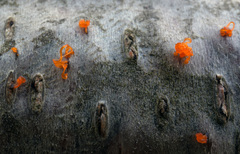 Quaternaria quaternata