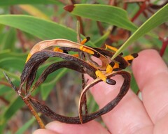 Acacia leiocalyx