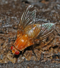 Phaonia pallida