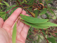 Acacia leiocalyx