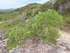 Acacia leiocalyx