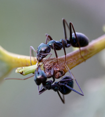 Iridomyrmex viridiaeneus