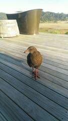 Gallirallus australis australis