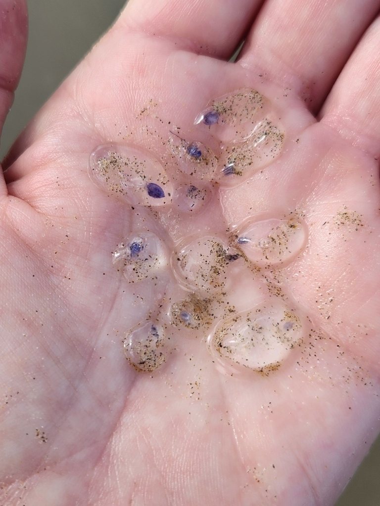 Salp