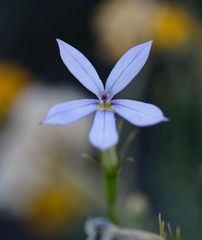 Lithotoma axillaris
