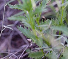 Lithotoma axillaris