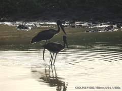 Ephippiorhynchus asiaticus