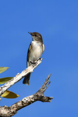 Eopsaltria pulverulenta