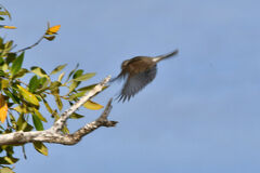 Eopsaltria pulverulenta