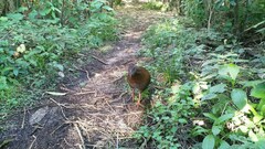 Gallirallus australis australis