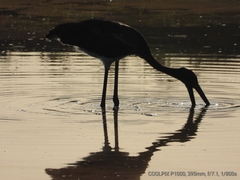 Ephippiorhynchus asiaticus