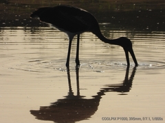 Ephippiorhynchus asiaticus