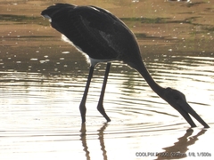 Ephippiorhynchus asiaticus