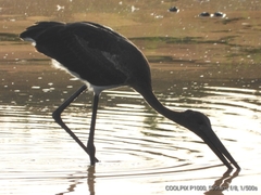 Ephippiorhynchus asiaticus