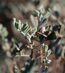 Senna artemisioides helmsii