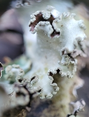 Cetrelia cetrarioides