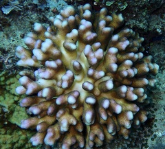 Stylophora