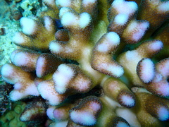 Stylophora