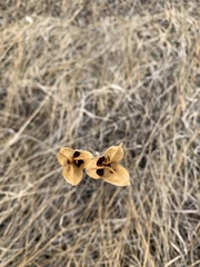 Calochortus macrocarpus