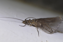 Archichauliodes diversus