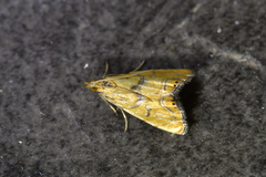 Glaucocharis auriscriptella