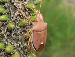Poecilometis eximius