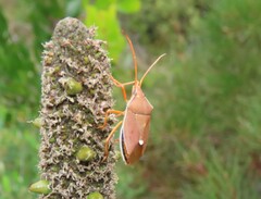 Poecilometis eximius