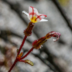 Levenhookia pauciflora