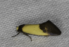 Merocroca automima