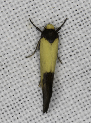 Merocroca automima