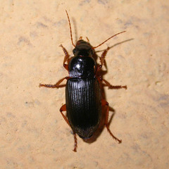 Anisodactylus binotatus
