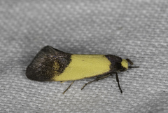 Merocroca automima