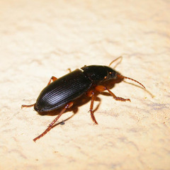 Anisodactylus binotatus