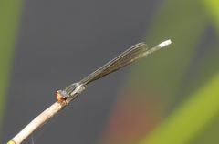 Pseudagrion ignifer