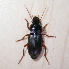 Anisodactylus binotatus
