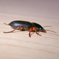 Anisodactylus binotatus