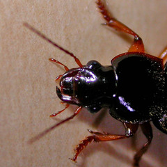 Anisodactylus binotatus