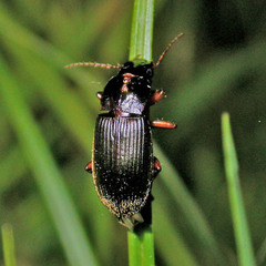 Anisodactylus binotatus