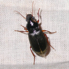 Anisodactylus binotatus