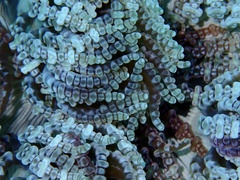 Heteractis aurora