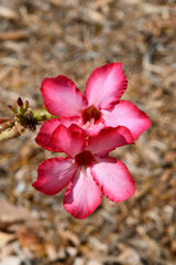 Adenium obesum