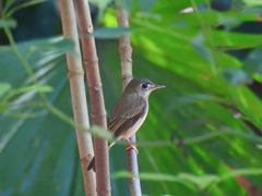 Muscicapa muttui