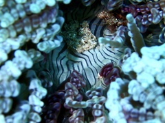 Heteractis aurora