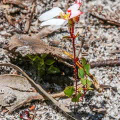 Levenhookia pauciflora
