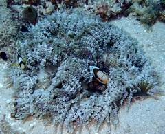 Heteractis aurora