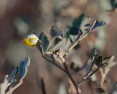 Senna artemisioides helmsii