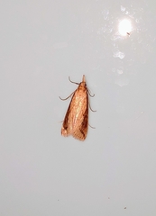 Schoenobiinae