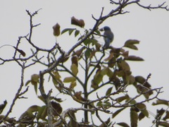 Aphelocoma californica