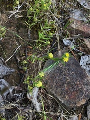 Triptilodiscus pygmaeus
