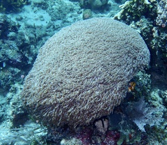 Goniopora